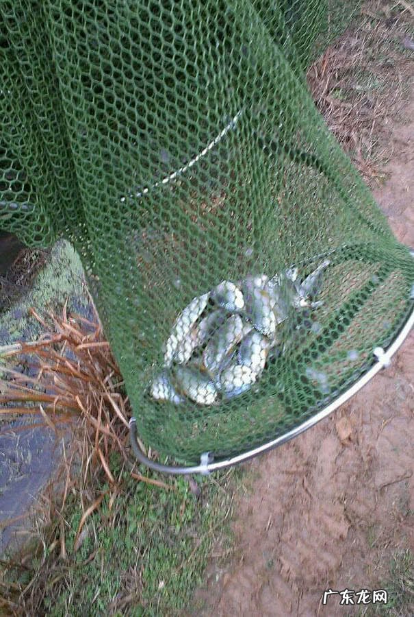 银白色的扁扁的小鱼是什么鱼 银白色的鱼是什么鱼