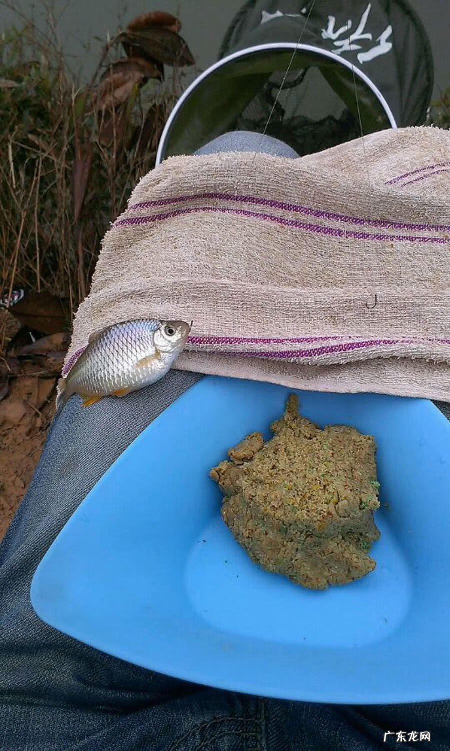 银白色的扁扁的小鱼是什么鱼 银白色的鱼是什么鱼