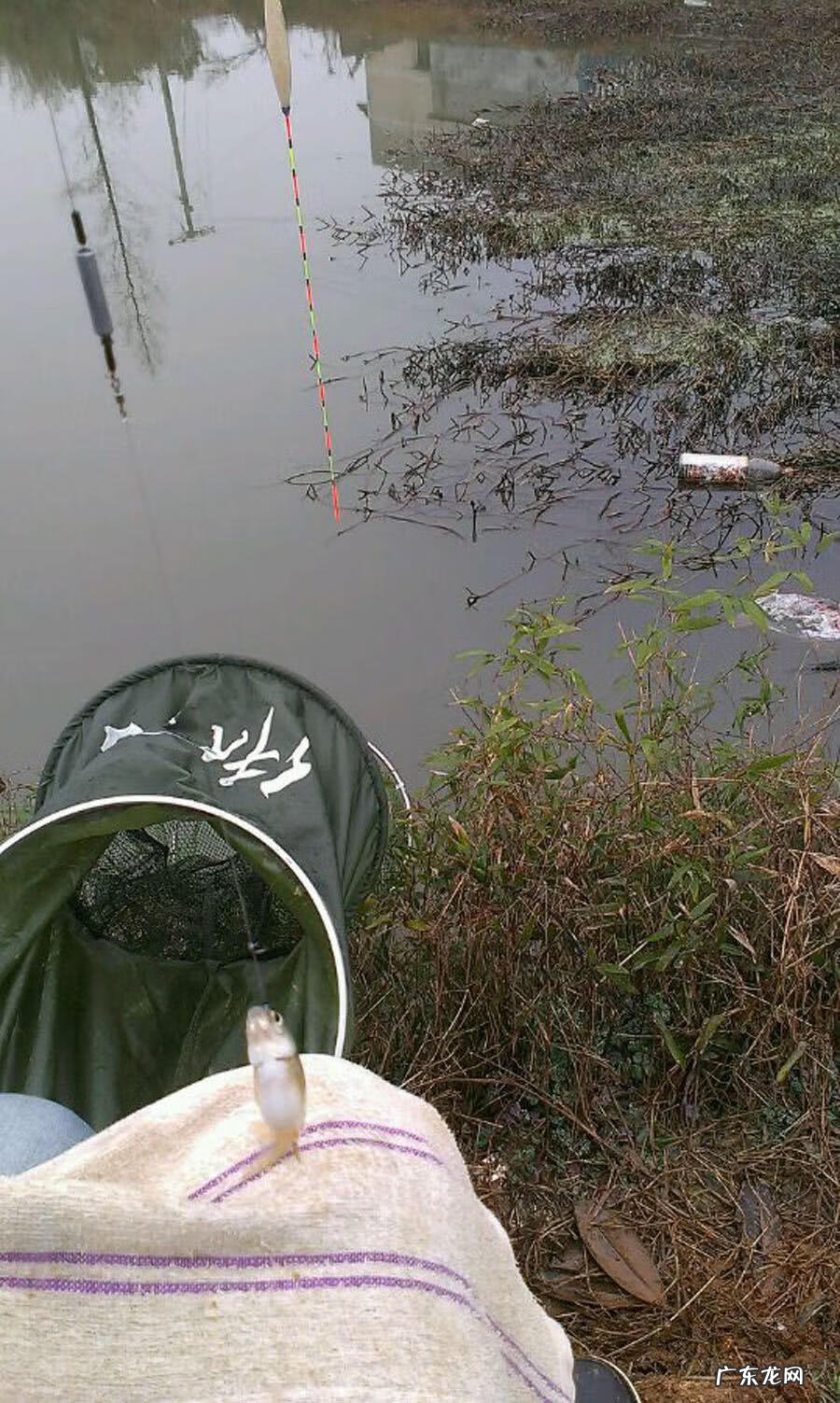 银白色的扁扁的小鱼是什么鱼 银白色的鱼是什么鱼