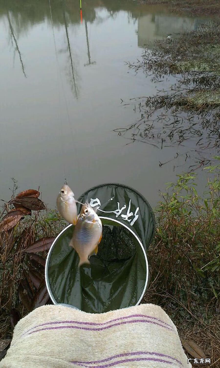 银白色的扁扁的小鱼是什么鱼 银白色的鱼是什么鱼