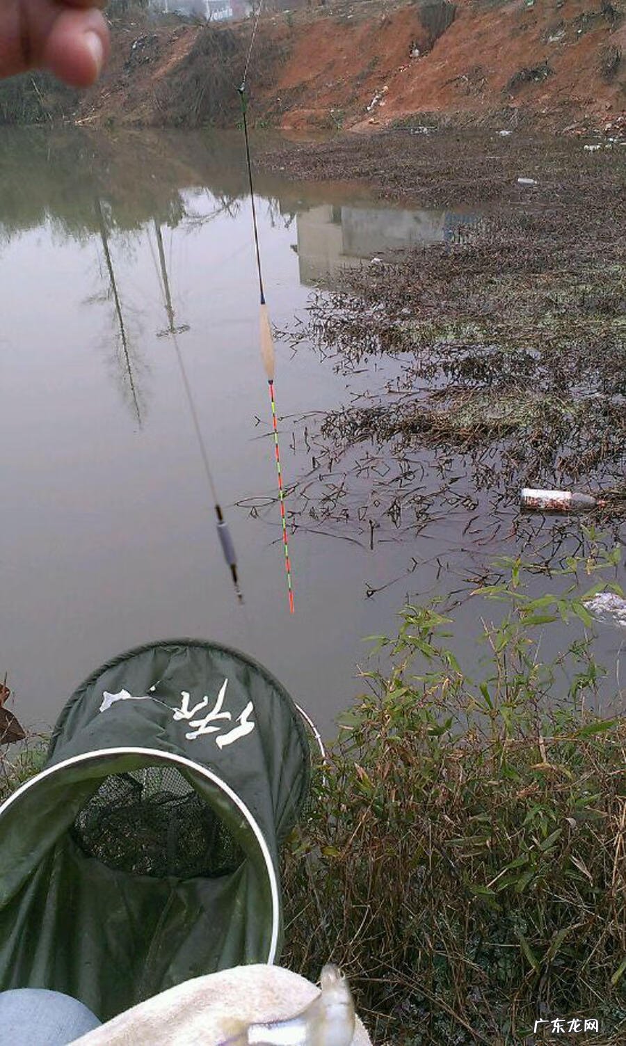 银白色的扁扁的小鱼是什么鱼 银白色的鱼是什么鱼