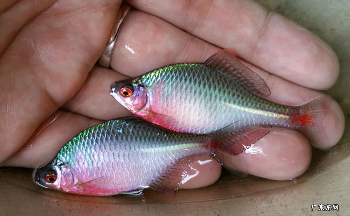 银白色的扁扁的小鱼是什么鱼 银白色的鱼是什么鱼