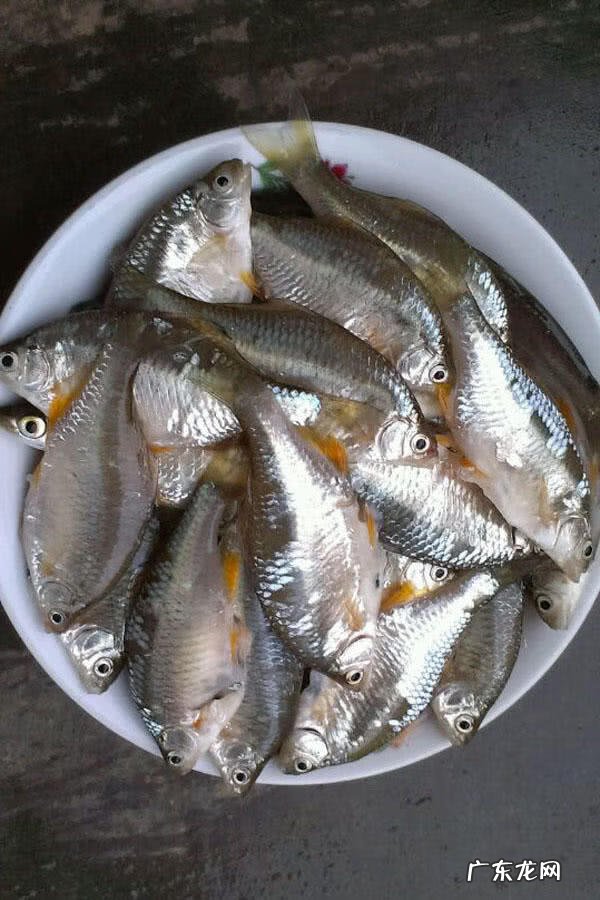 银白色的扁扁的小鱼是什么鱼 银白色的鱼是什么鱼