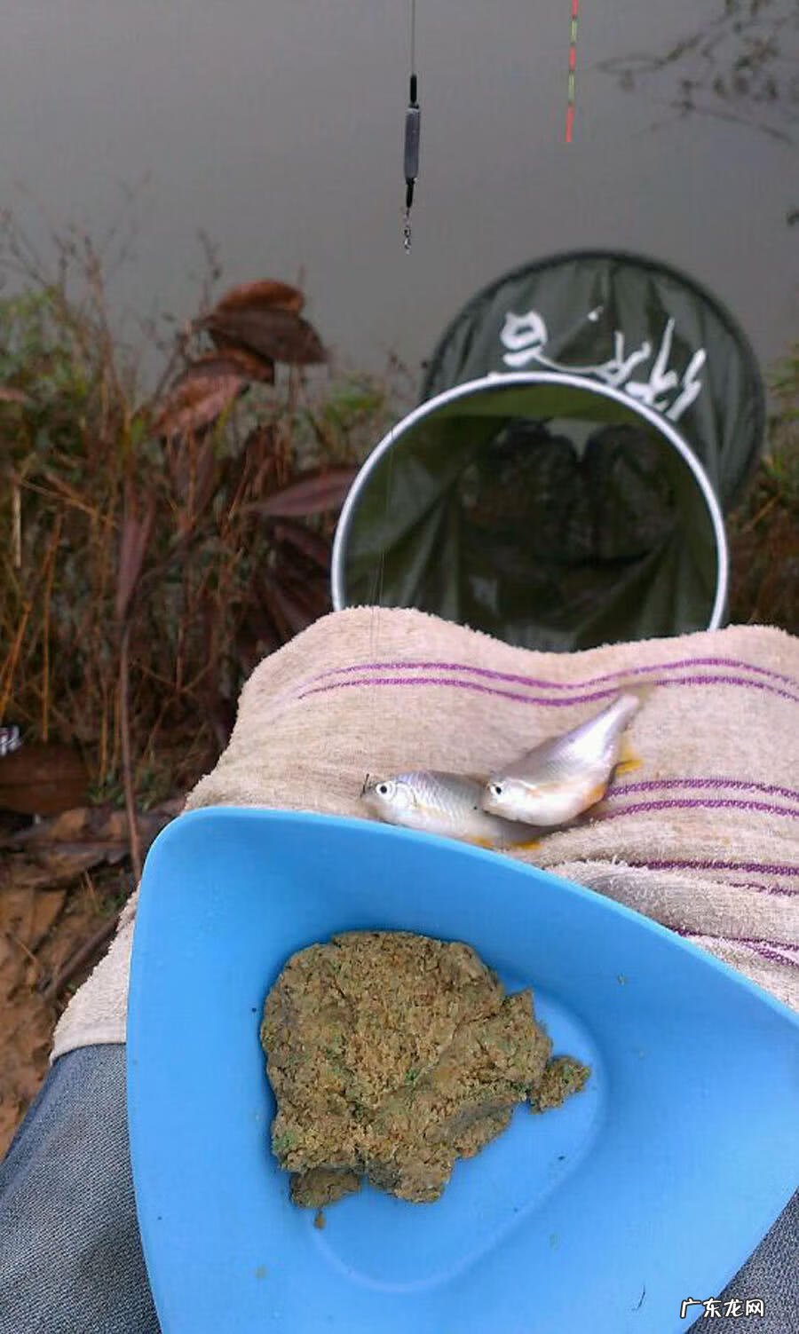 银白色的扁扁的小鱼是什么鱼 银白色的鱼是什么鱼