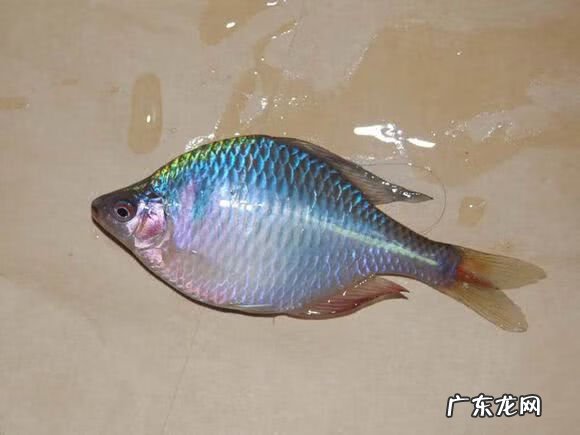 银白色的扁扁的小鱼是什么鱼 银白色的鱼是什么鱼