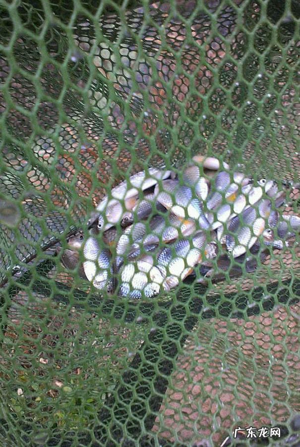 银白色的扁扁的小鱼是什么鱼 银白色的鱼是什么鱼