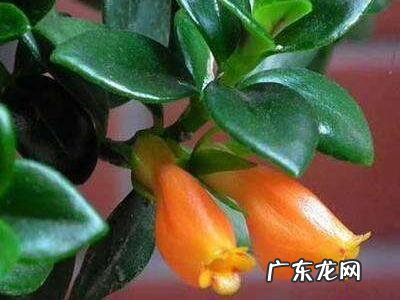 家里养金鱼花有什么坏处 金鱼花的摆放禁忌