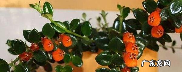家里养金鱼花有什么坏处 金鱼花的摆放禁忌