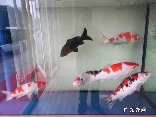 黄黑皮怎么变白 黄色的金鱼为什么变白了