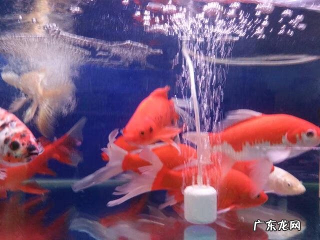 黄黑皮怎么变白 黄色的金鱼为什么变白了