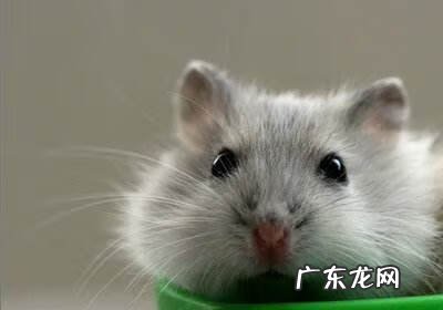 蜥蜴摆件风水代表什么 蜥蜴的风水寓意