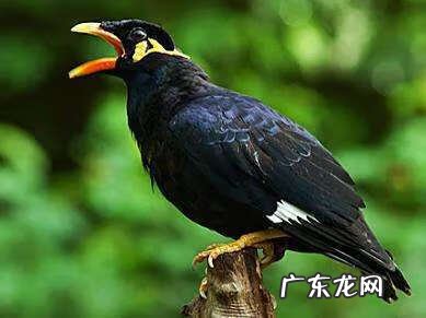 蜥蜴摆件风水代表什么 蜥蜴的风水寓意