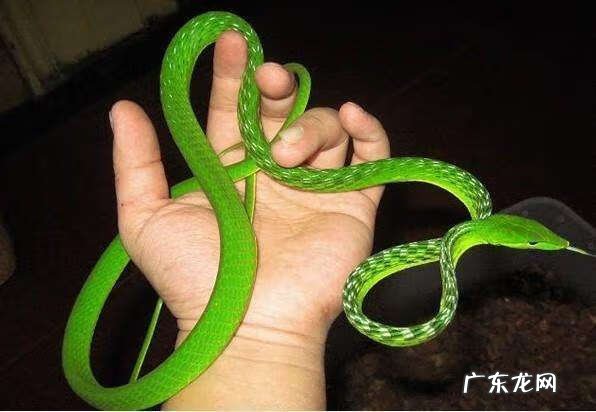 蜥蜴摆件风水代表什么 蜥蜴的风水寓意