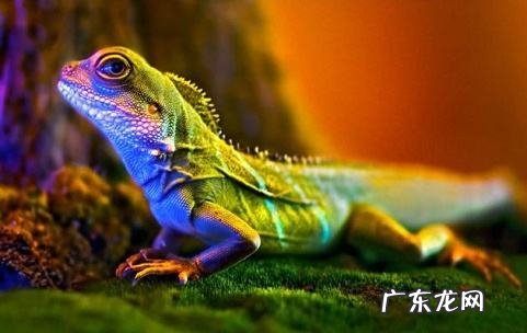 蜥蜴摆件风水代表什么 蜥蜴的风水寓意