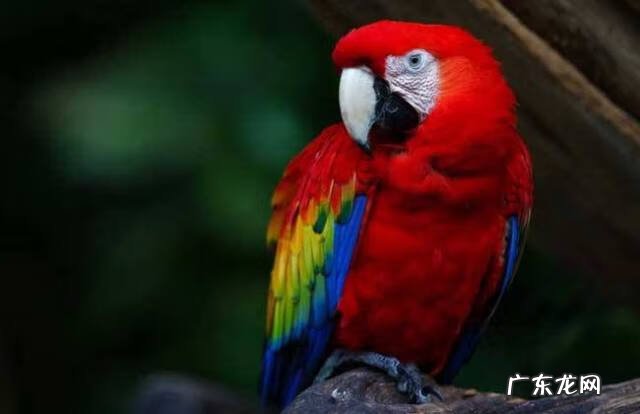 蜥蜴摆件风水代表什么 蜥蜴的风水寓意