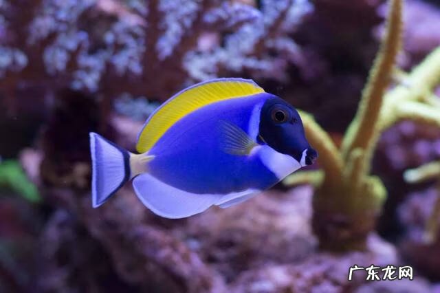 蜥蜴摆件风水代表什么 蜥蜴的风水寓意