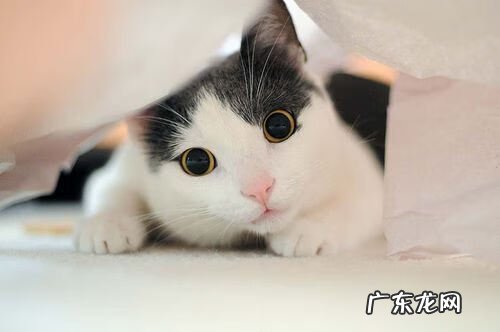 蜥蜴摆件风水代表什么 蜥蜴的风水寓意