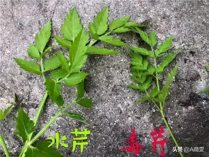 春天里，农村什么样的野菜有毒？