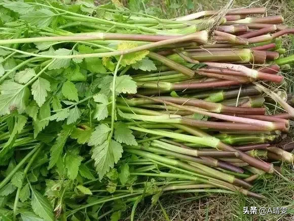 春天里，农村什么样的野菜有毒？