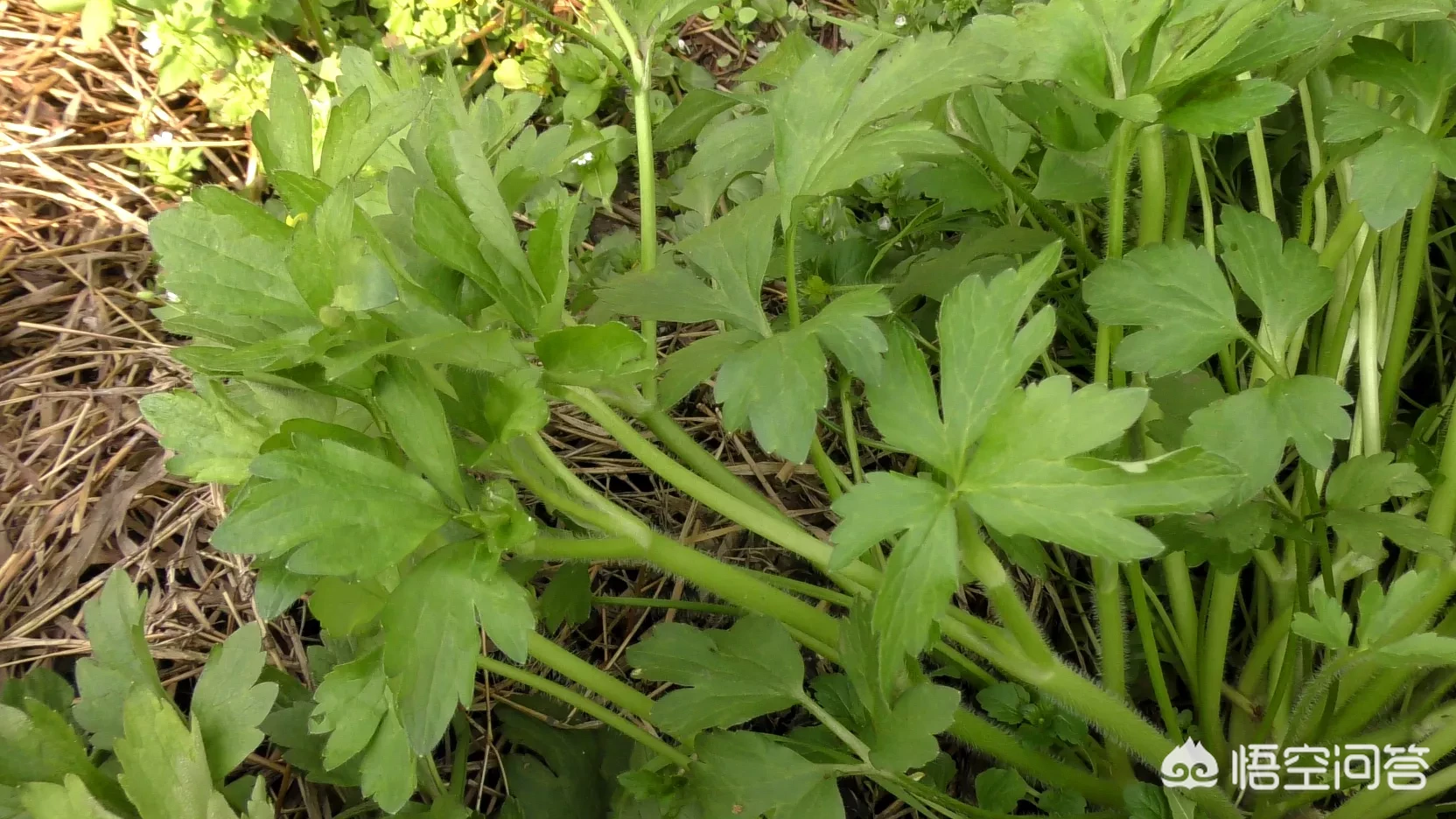 春天里，农村什么样的野菜有毒？