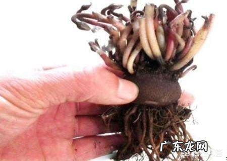 仙客来开完花怎样护理?