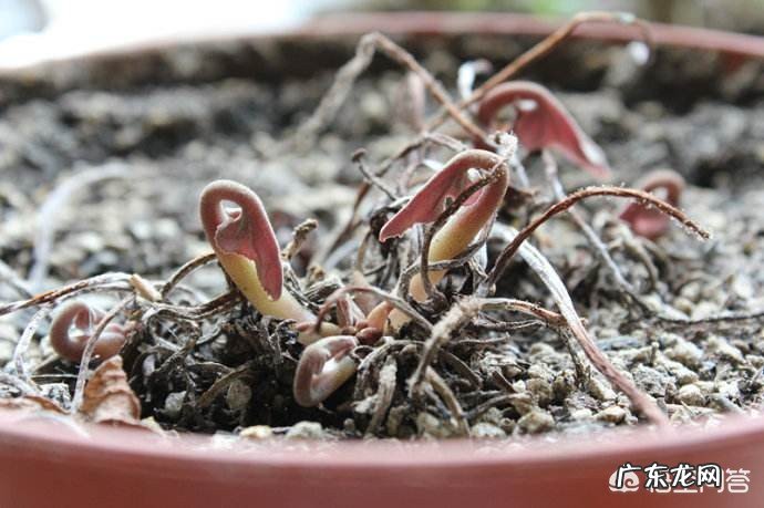 仙客来开完花怎样护理？