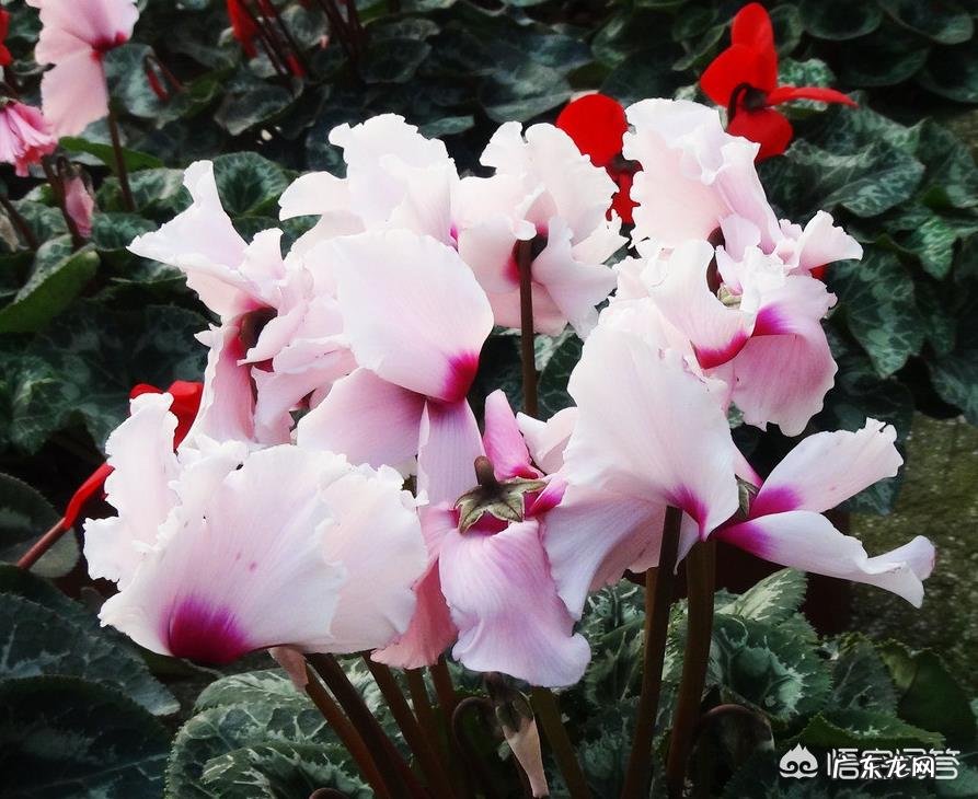 仙客来开完花怎样护理？