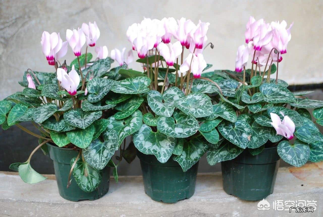 仙客来开完花怎样护理?