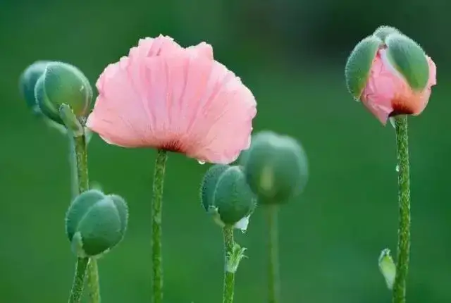 感时花溅泪,恨别鸟惊心。这是神来之笔,虽然是文字,但是似乎无法用文字来解释清楚,您可以解释一下吗?
