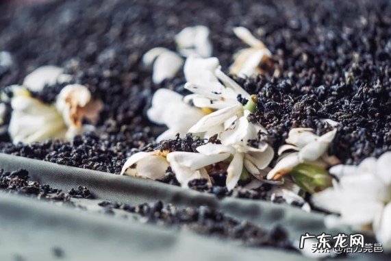 哪些茶比较适合在夏天喝?