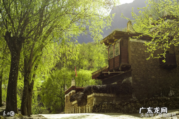 屋后栽榆树风水好吗 院子栽榆树风水好吗