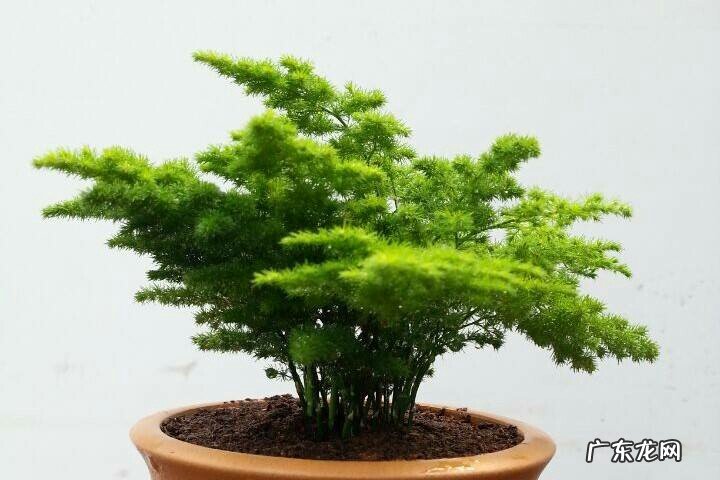 文竹和云竹哪个比较好养？