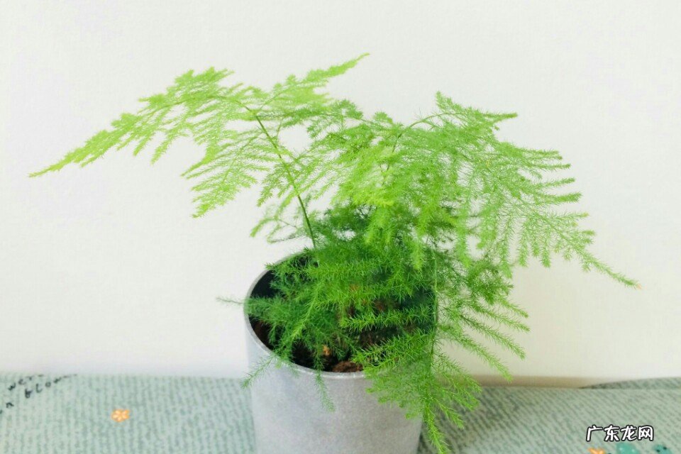 文竹和云竹哪个比较好养？