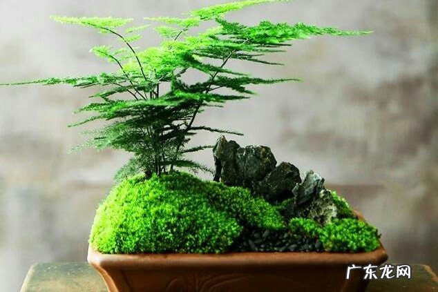 文竹和云竹哪个比较好养？