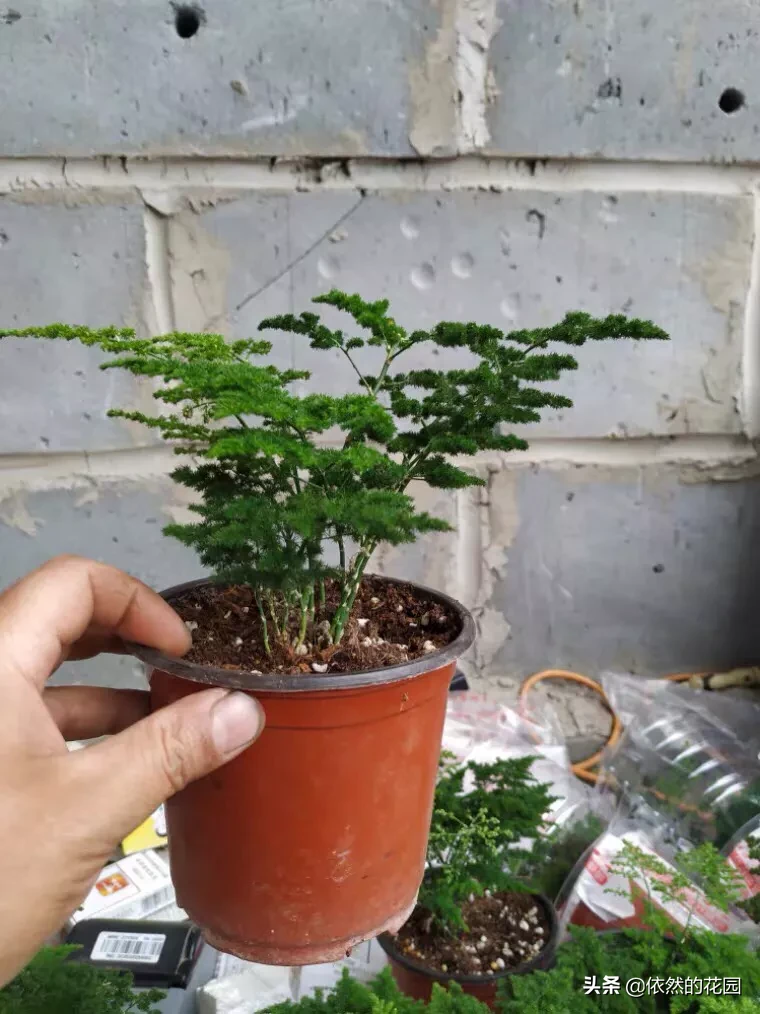 文竹和云竹哪个比较好养？