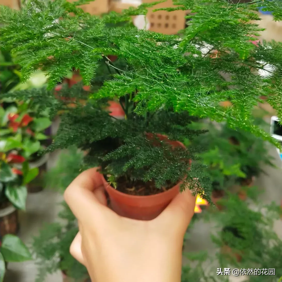 文竹和云竹哪个比较好养？