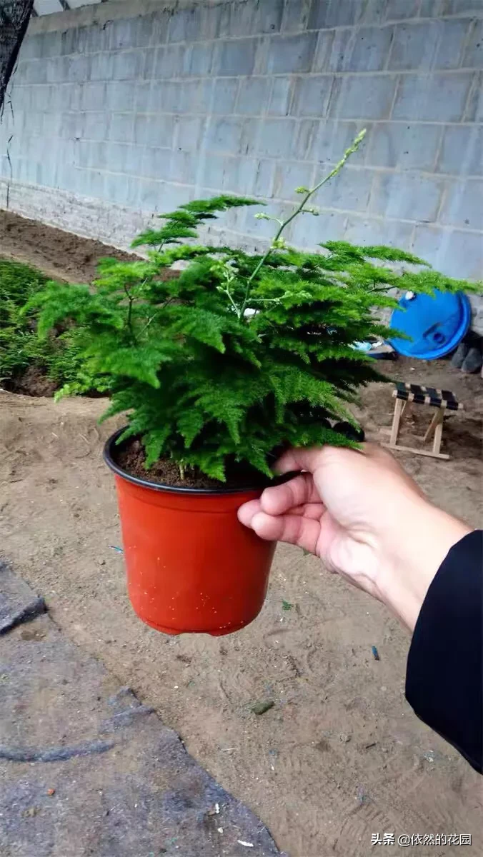 文竹和云竹哪个比较好养？