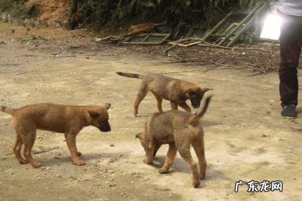 养狗不能养双的说法 养狗养单不养双