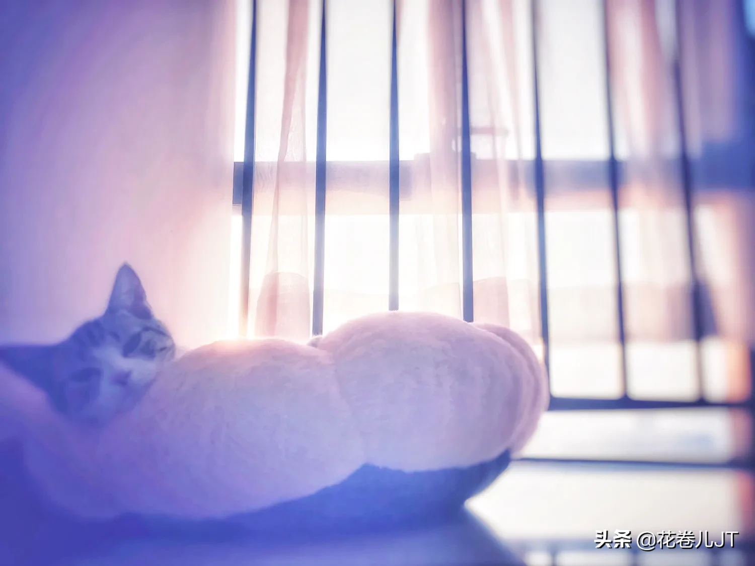 我的星座是天秤座,适合养什么狗狗?