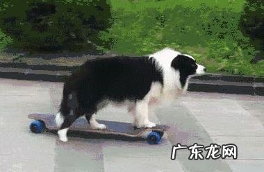 我的星座是天秤座,适合养什么狗狗?