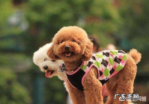 我的星座是天秤座,适合养什么狗狗?