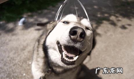 我的星座是天秤座,适合养什么狗狗?