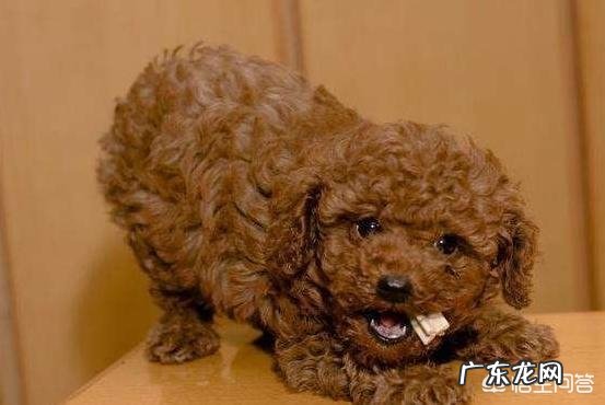 我的星座是天秤座,适合养什么狗狗?