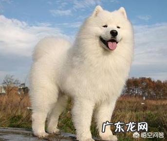 我的星座是天秤座,适合养什么狗狗?