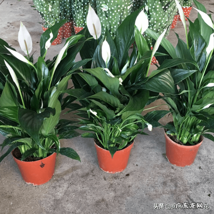 店铺里面适合养什么植物 店面适合养什么植物