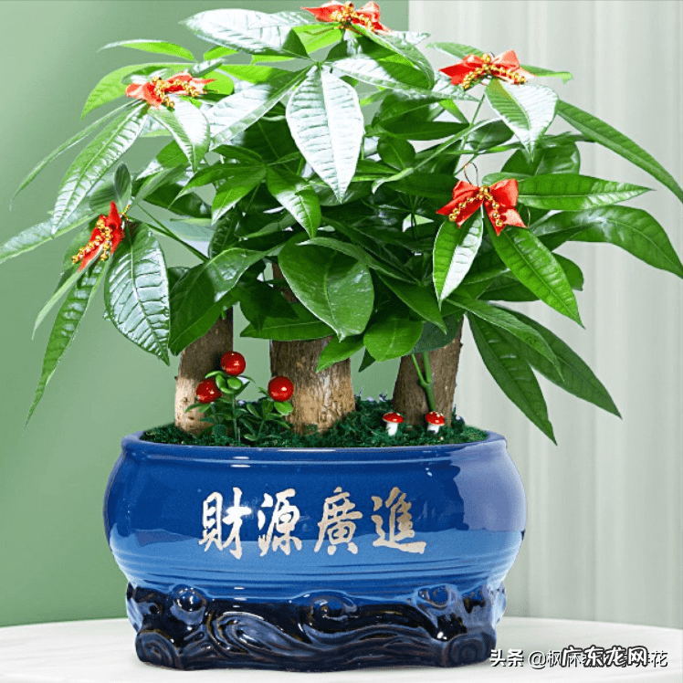 店铺里面适合养什么植物 店面适合养什么植物