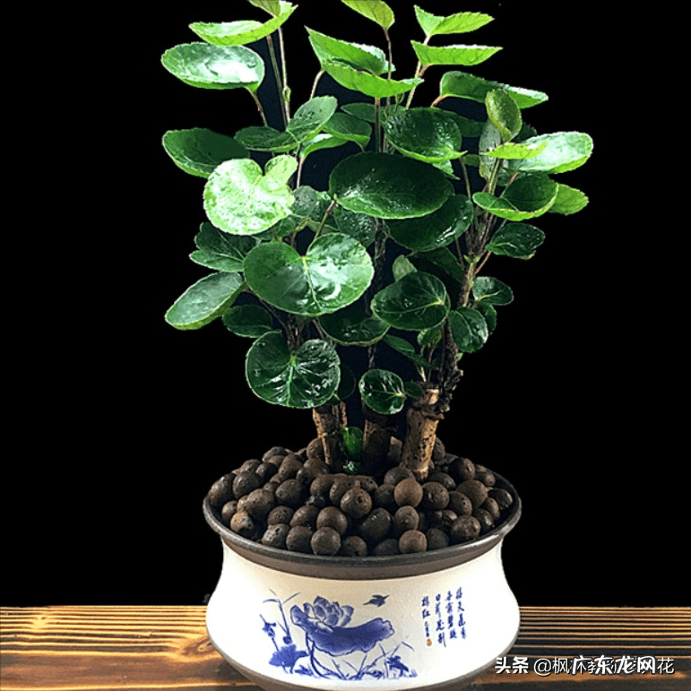 店铺里面适合养什么植物 店面适合养什么植物