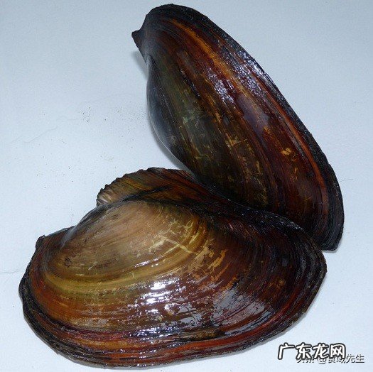 大家好,请问河蚌怎么做好吃,有知道的吗?