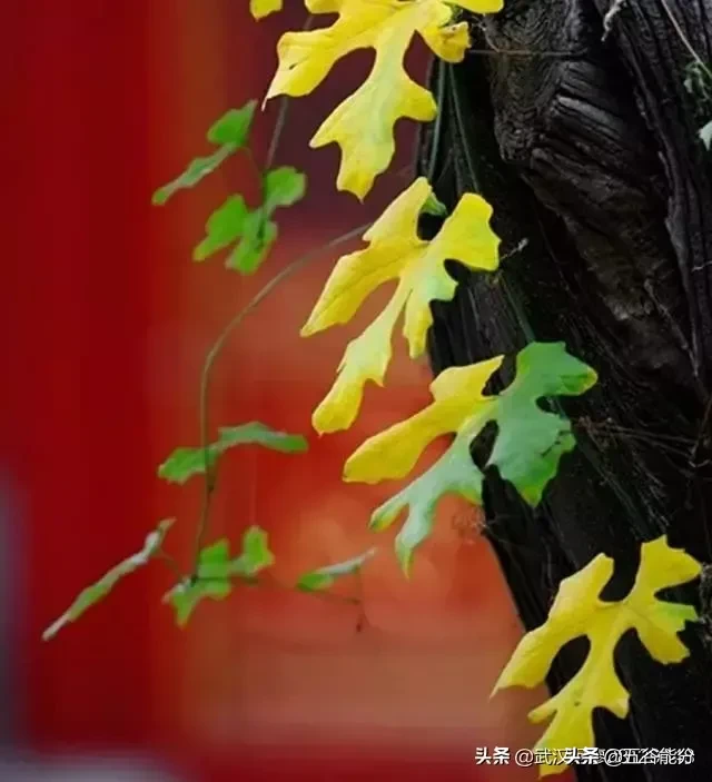 为什么夫妻一旦心冷很难破镜重圆?