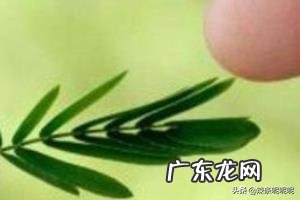 含羞草为什么会害羞呢?